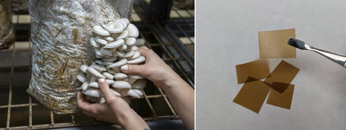 A la izquierda, setas de las que se obtienen films biodegradables (derecha) que separan el almacenamiento del fotocondensador.