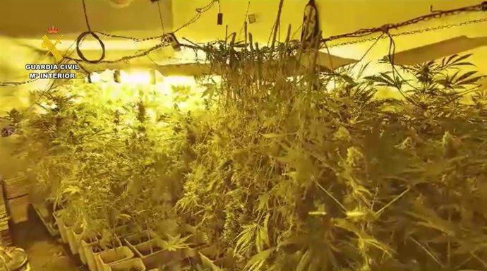 Archivo - Plantación de marihuana