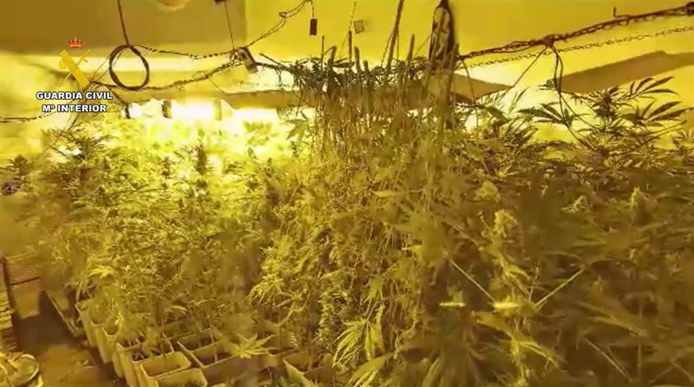 Archivo - Plantación de marihuana
