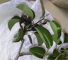 Archivo - Fuego bacteriano