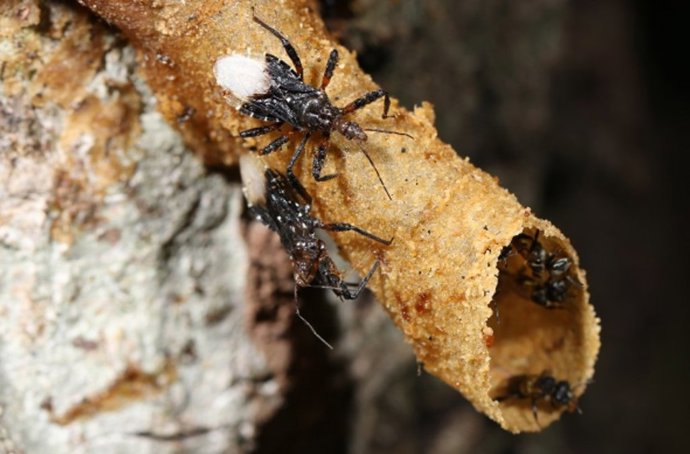 El insecto trepando al tubo del nido de abeja sin aguijón