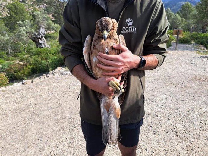 Liberado un ejemplar de águila en peligro de extinción en Mallorca