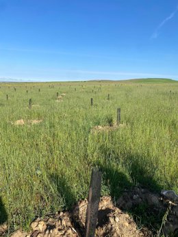 Una ladera del Peñigoso, renaturalizada y reforestada