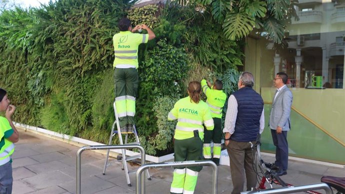 Fotografía del control de plagas en el arbolado de Benidorm