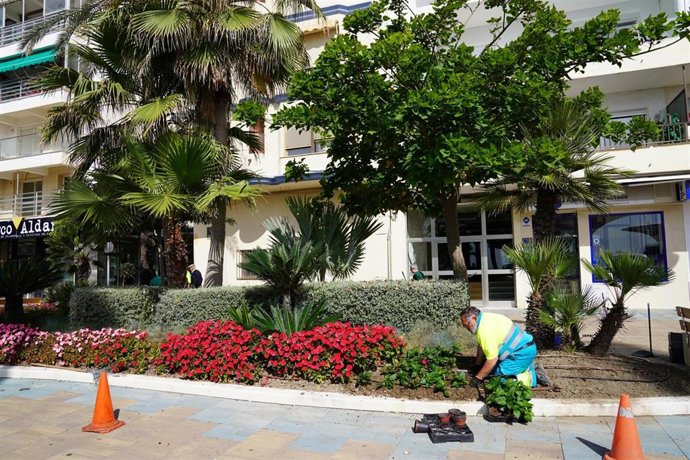 Estepona plantará más de 400.000 ejemplares de flor para embellecer las zonas verdes