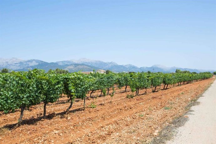 Vacalia apuesta por el enoturismo, casas vacacionales entre viñedos para disfrutar del vino en Mallorca
