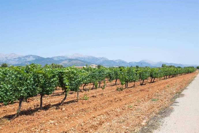 Vacalia apuesta por el enoturismo, casas vacacionales entre viñedos para disfrutar del vino en Mallorca