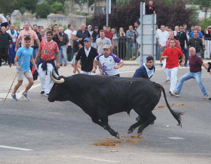 Un toro y varios corredores durante un encierro por las calles de Tordesillas, a 13 de septiembre de 2022, en Tordesillas (Valladolid).