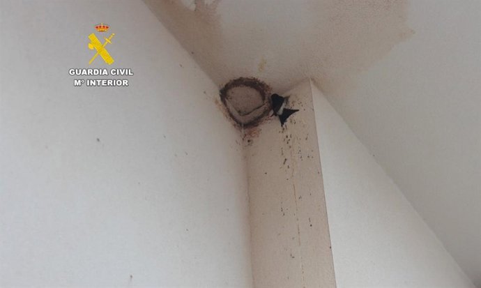 Nido de avión común en Xilxes