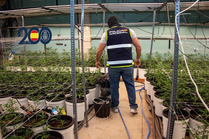 Archivo - Policía Nacional detiene a 3 individuos con más de 2.000 plantas de marihuana en una nave en Torre Pacheco