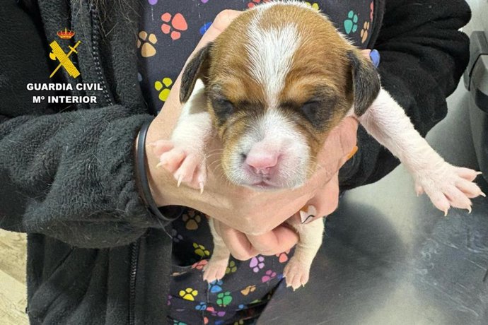 Uno de los cachorros abandonados.