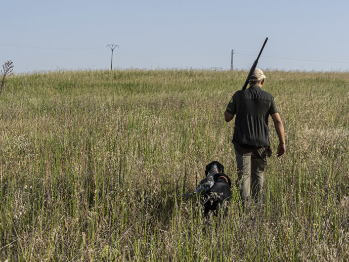 Un cazador camina junto a un perro, el primer día de inicio de la media veda en Castilla y León, en Olmedo, a 15 de agosto de 2021, en Valladolid, Castilla y León (España).
