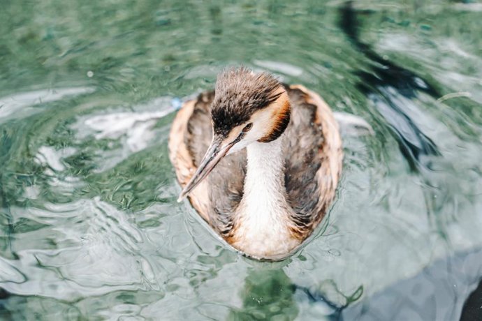 El Oceanogràfic incorpora tres aves somormujo únicas en acuarios europeos