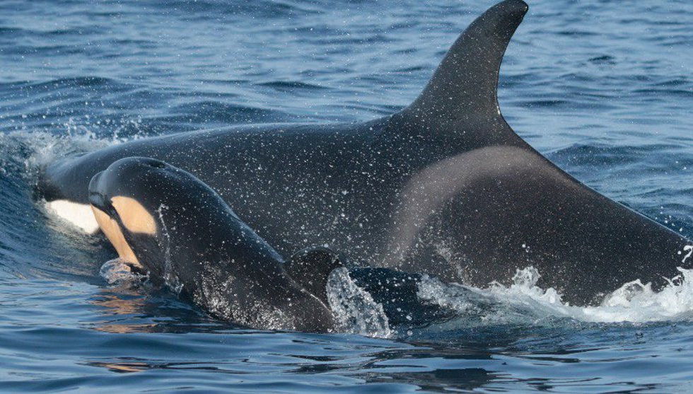 Archivo - Orcas en una imagen de archivo.