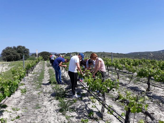 La Junta oferta más de 20.500 horas de formación agraria gratuita durante 2025 a través del Ifapa.