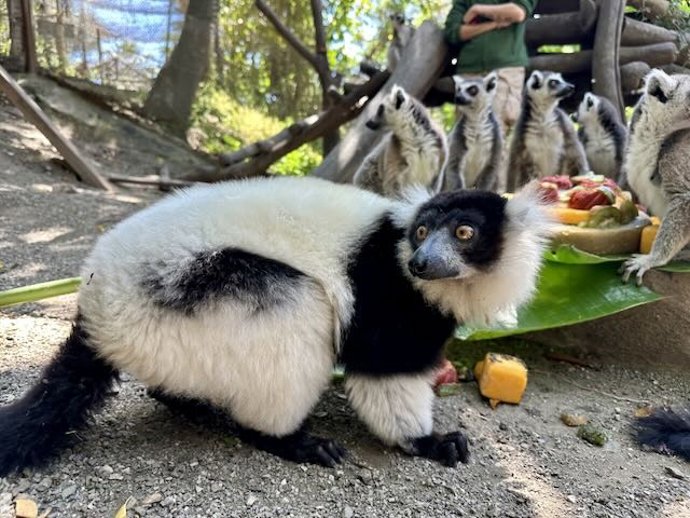 El lémur Buba celebra su cumpleaños en Selwo Aventura