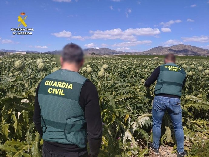 Deu investigats per sis delictes de furt de carxofes en una explotació agrícola de Novelda