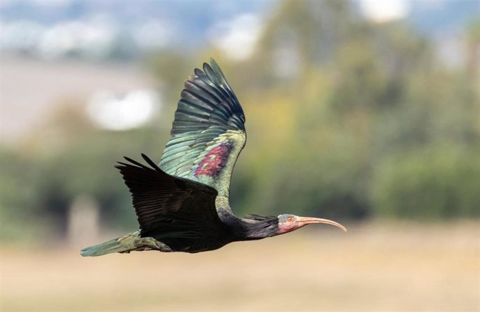 Un ibis calvo del norte.