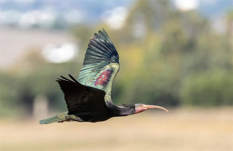 Un ibis calvo del norte.
