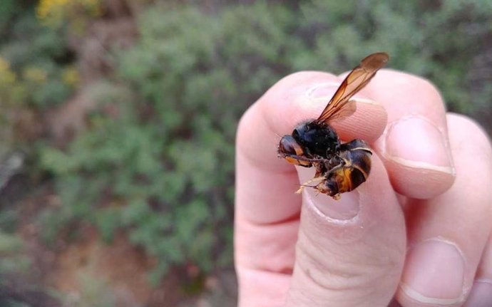 Archivo - Avispa asiática