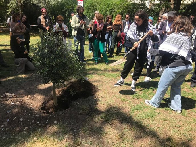 Plantación de un olivo en solidaridad con Palestina en el campus universitario de Fuentenueva, en Granada