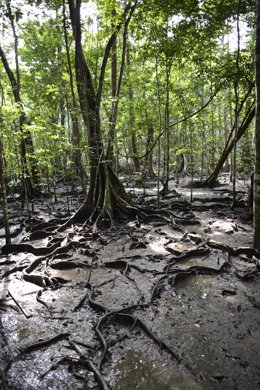 Archivo - Selva de Darién, Panamá