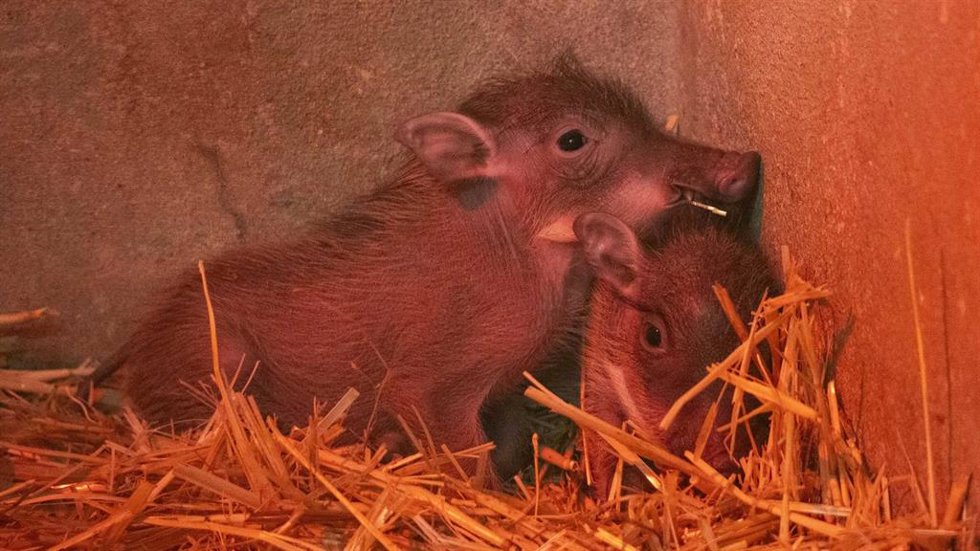 Dos 'Pumas' en Bioparc