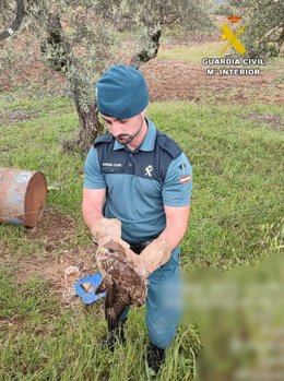 Imagen del rescate del águila perdicera liberada en El Pedroso