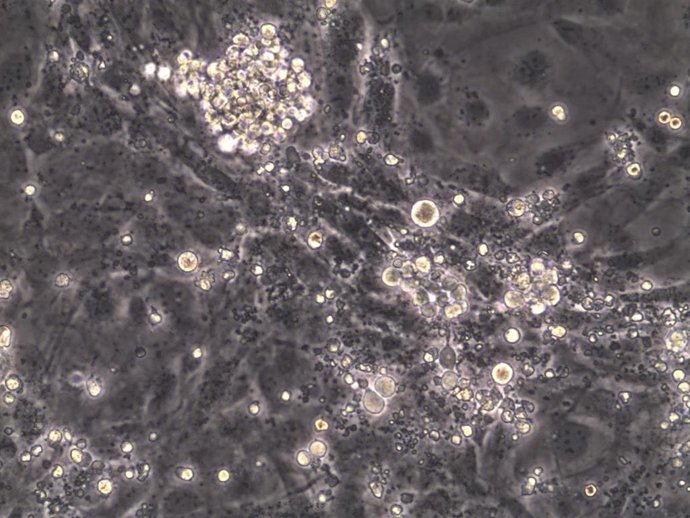 Células madres de ratones.