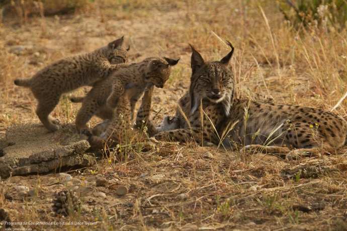 Hembra de lince ibérico junto a sus dos cachorros.