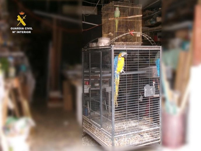 La Guardia Civil halla en una cochera de Santa Pola dos aves exóticas ilegales