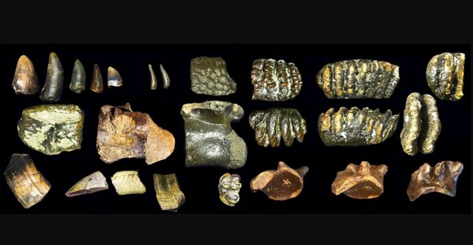 Restos arqueológicos relacionados con Homo erectus hallados bajo el agua en Java