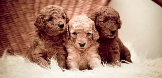 La Real Sociedad Canina premiará al SEPRONA y a la Policía Nacional por su labor en la lucha contra los pedigrís falsos.