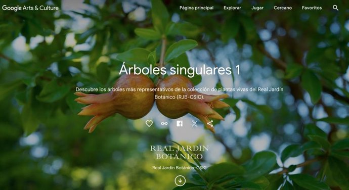 Incluyen los árboles singulares y los bonsáis del Botánico en un atlas botánico de 36 países.