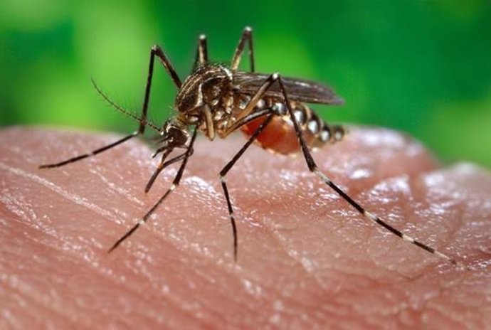 Archivo - Imagen de recurso de un mosquito de la fiebre amarilla.