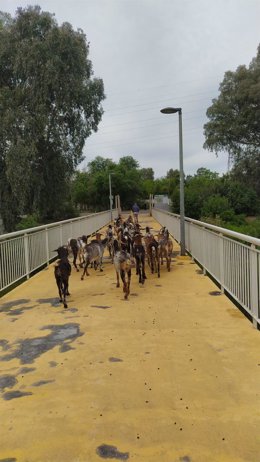 Imagen de las cabras de los ecologistas cruzando la pasarela del parque del Alamillo