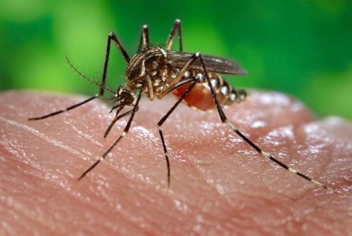 Archivo - Arquivo - Mosquito da febre amarela.