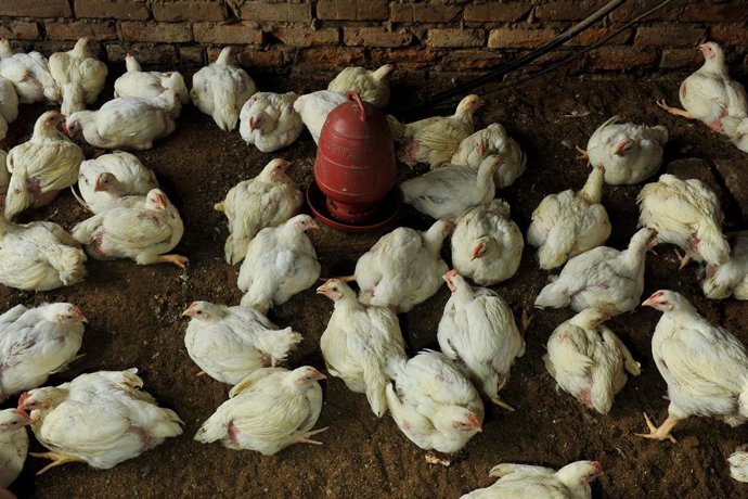 La UE, China y Argentina suspende las importaciones de pollos brasileños por un caso de gripe aviar.