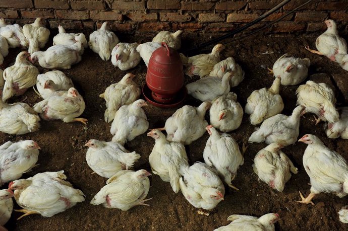 Chickens are seen on a poultry farm. Recently, a newly identified and highly infectious bacterium, Escherichia albertii, has been detected in broiler chicken meat in Bangladesh. Closely related to E. coli. on May 6, 2025 in Chittagong, Bangladesh.