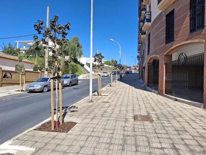 Plantación arboleda.