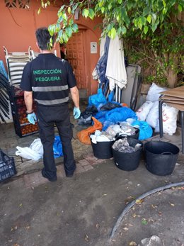 Inspección Pesquera de la Agencia de Gestión Agraria y Pesquera de Andalucía incauta más de 450 kilos de pulpo en la localidad malagueña de Benalmádena