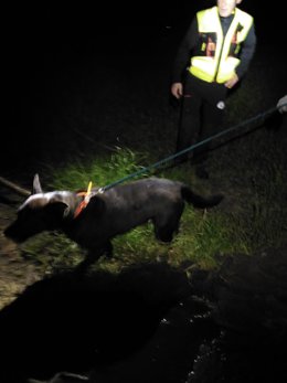 Bomberos rescatan a un perro