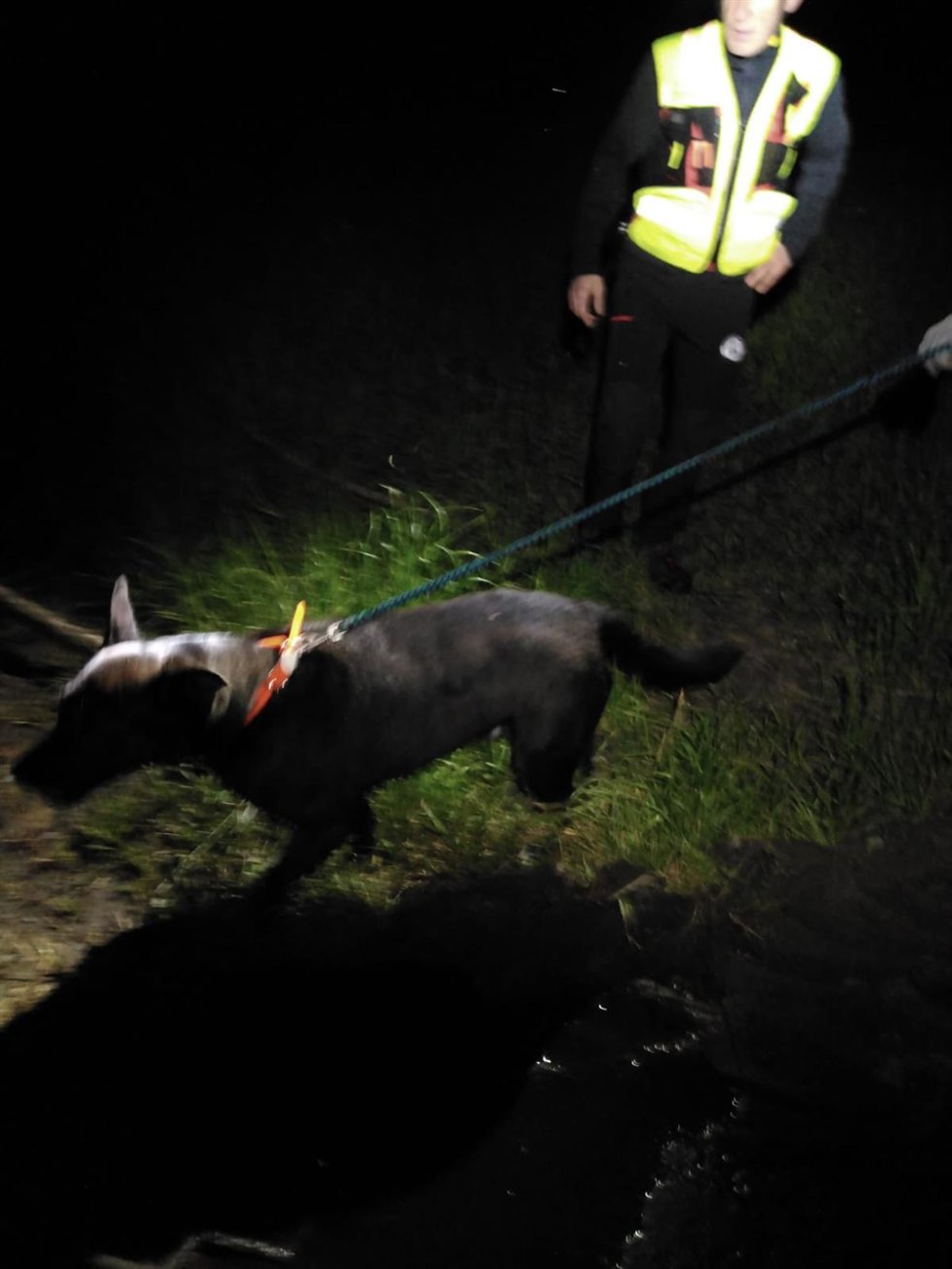 Bomberos rescatan a un perro