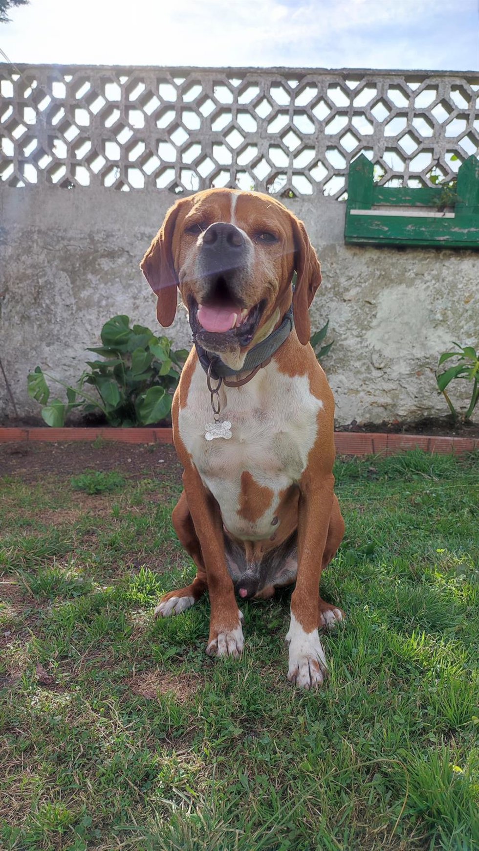Archivo - Un perro