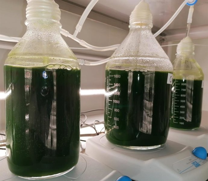 Cultivo de la microalga Coccomyxa onubensis.