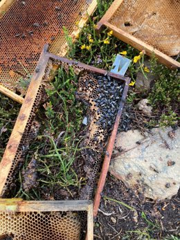 Daños a los apicultores zamoranos por los ataques de oso