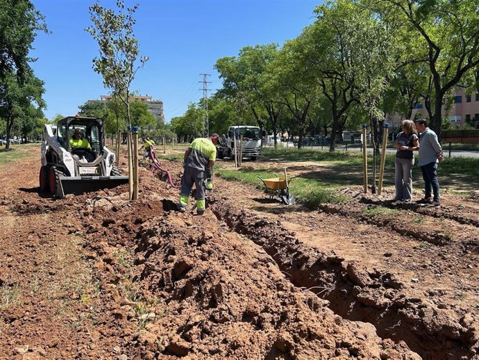 Plantación de nuevos árboles en zonas del barrio sevillano de Sevilla Este.