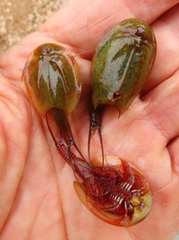 Medio Ambiente verifica la producción de más de 38.200 huevos de 'Triops cancriformis' en la Comunitat durante 2024