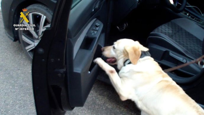 Un perro de la Guardia Civil rastrea posible presencia de drogas en el interior de un vehículo.