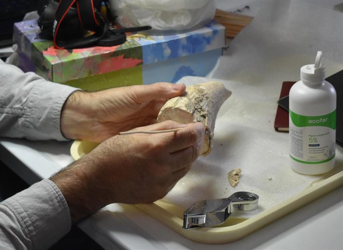 El diente de cachalote hallado en Valencina en manos del investigador Fernando Muñiz durante los trabajos de estudio
